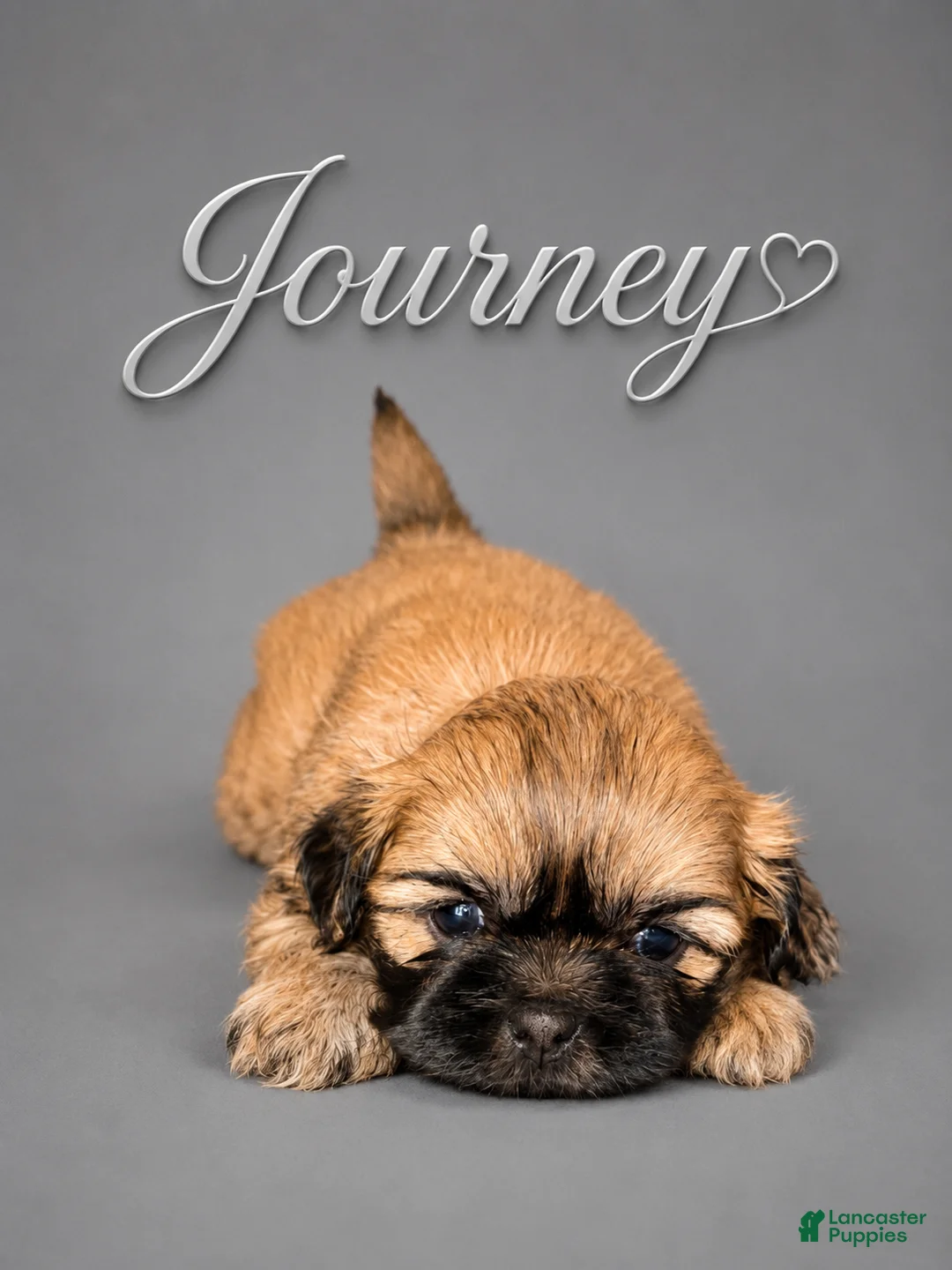 Shih Tzu dogs for sale: Bon Jovi  - Ad 12