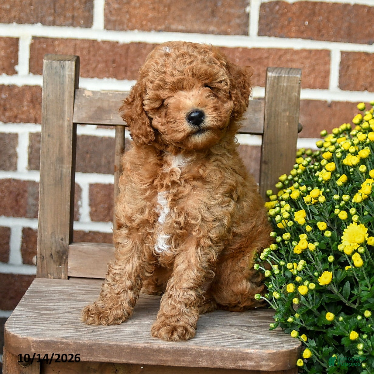 Miniature Poodle dogs Teddy - Ad 2