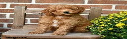Miniature Poodle dogs for sale: Teddy - Ad 2