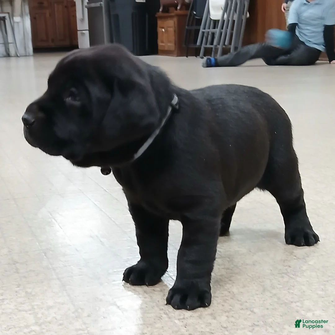 Labrador Retriever dogs for sale: DIESEL - Ad 5
