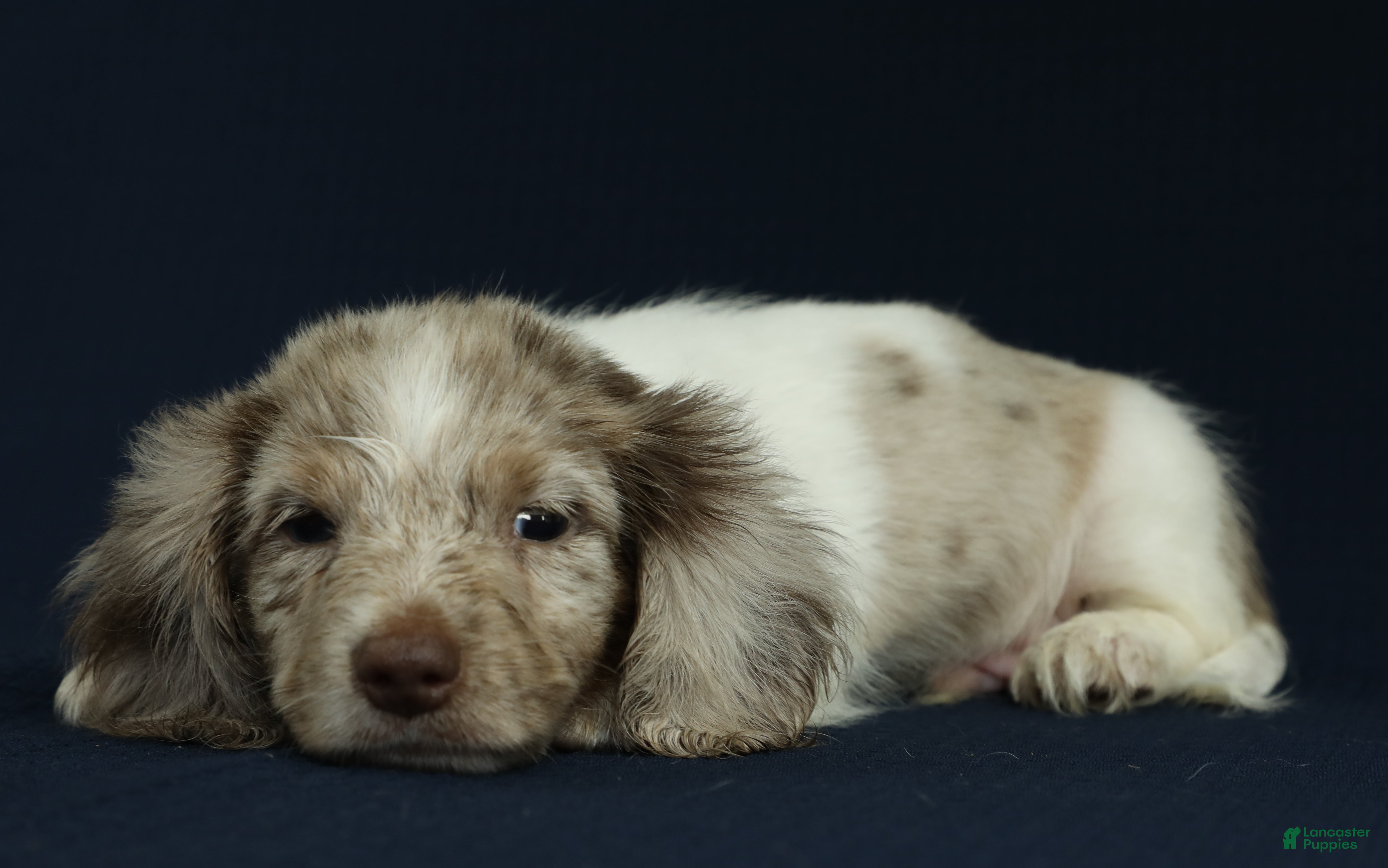Miniature Dachshund dogs Blue 🐳 - Ad 2