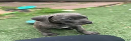 Cane Corso dogs for sale: Prima  - Ad 8