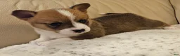 Mixed Breed dogs for sale: Xander - Ad 4