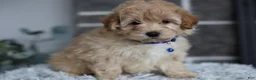 Maltipoo dogs for sale: Phoebe  - Ad 6
