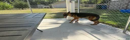 German Shepherd dogs for sale: Jemma  - Ad 5
