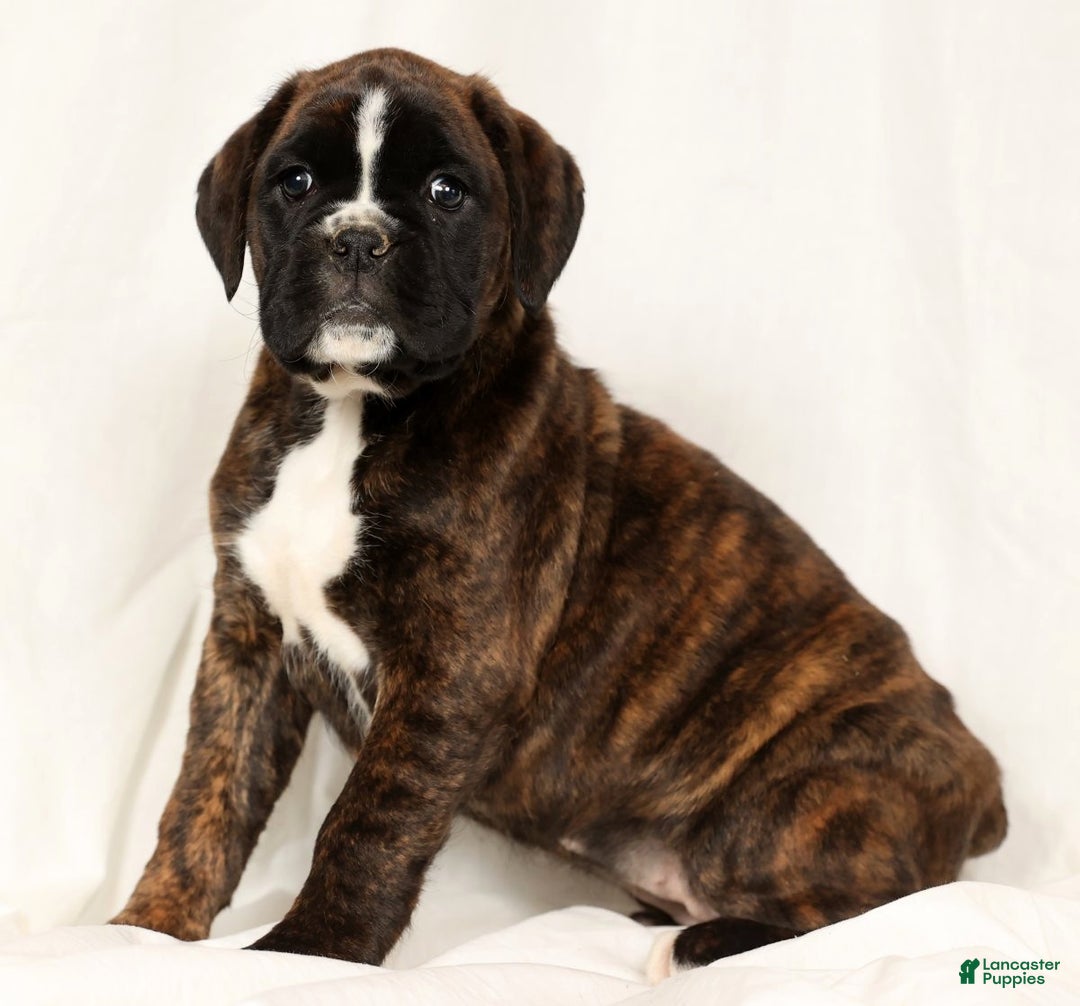 Boxer dogs for sale: Bree - Ad 5