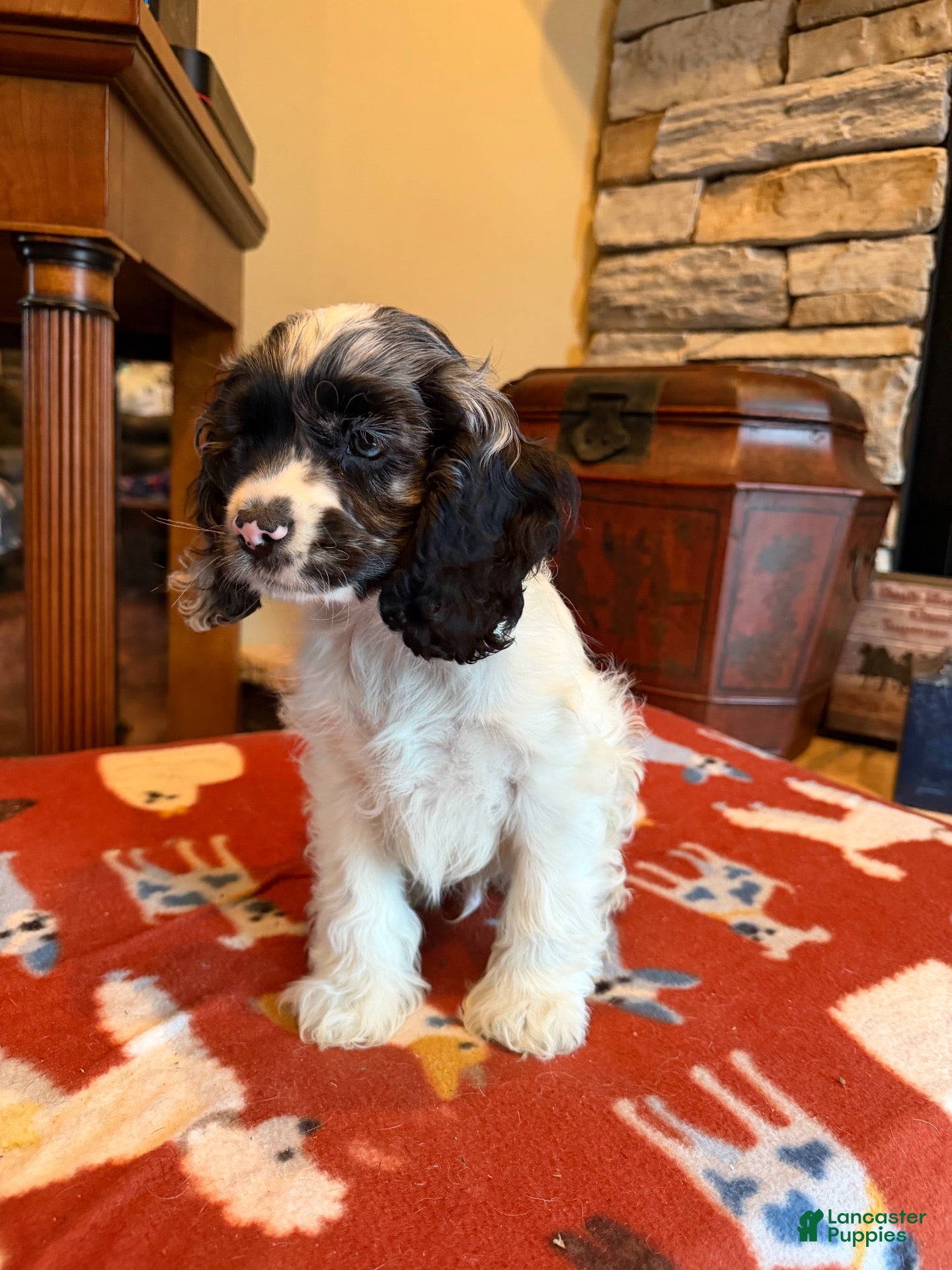Cocker Spaniel dogs Tito  - Ad 2