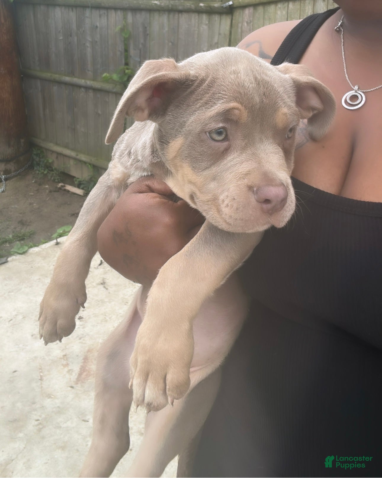 American Bully dogs American Bully 1 - Ad 26