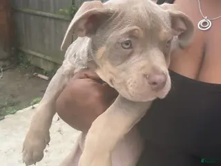 American Bully dogs American Bully 1 - Ad 42