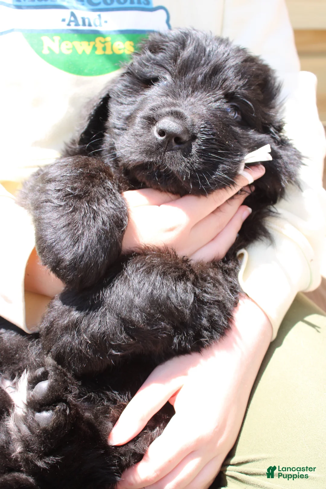 Newfoundland dogs for sale: Mantis - Ad 1