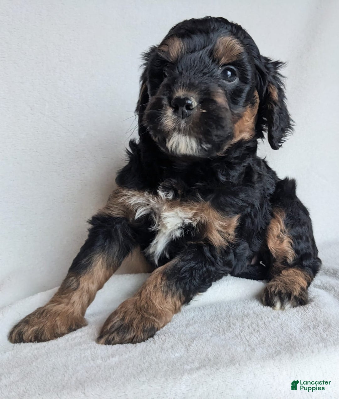 Mini Goldendoodle dogs for sale: Dolly F1B - Ad 2