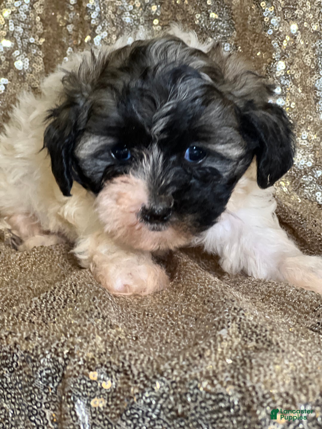 Shihpoo dogs for sale: Twinkle - Ad 1