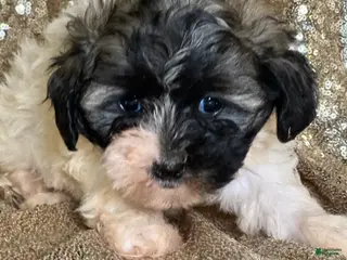 Shihpoo dogs Twinkle - Ad 24