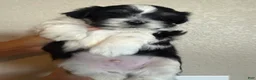 Malshi dogs for sale: Malshi 1 - Ad 1