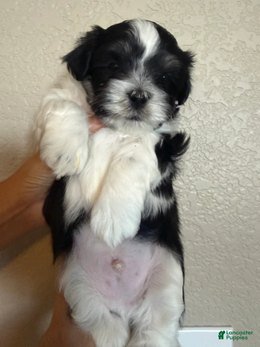 Malshi dogs for sale: Malshi 1 - Ad 1