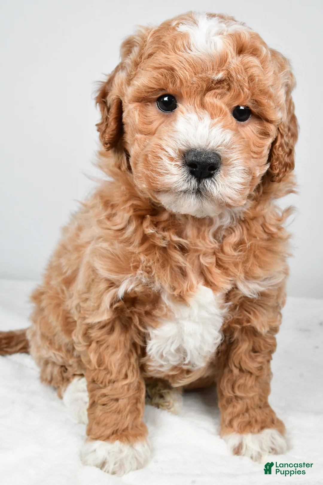 Mini Goldendoodle dogs for sale: Colton - Ad 1