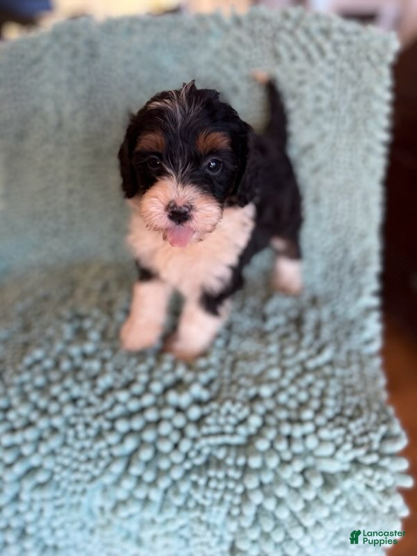 Bernedoodle dogs for sale: Priscilla - Ad 1