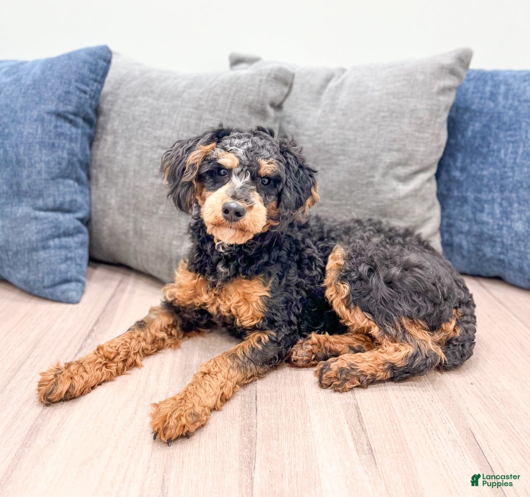 Miniature Poodle dogs for sale: Charlie - Ad 1