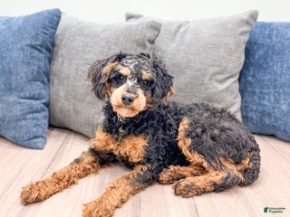 Miniature Poodle dogs Charlie - Ad 1