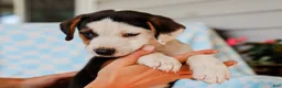 Mixed Breed dogs for sale: Anders Beagle Mix Puppy - Ad 5