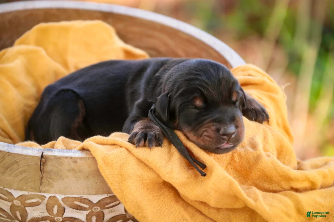 Doberman Pinscher dogs for sale: Ambrose - Ad 2