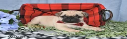 Pug dogs for sale: Cedric - Ad 5