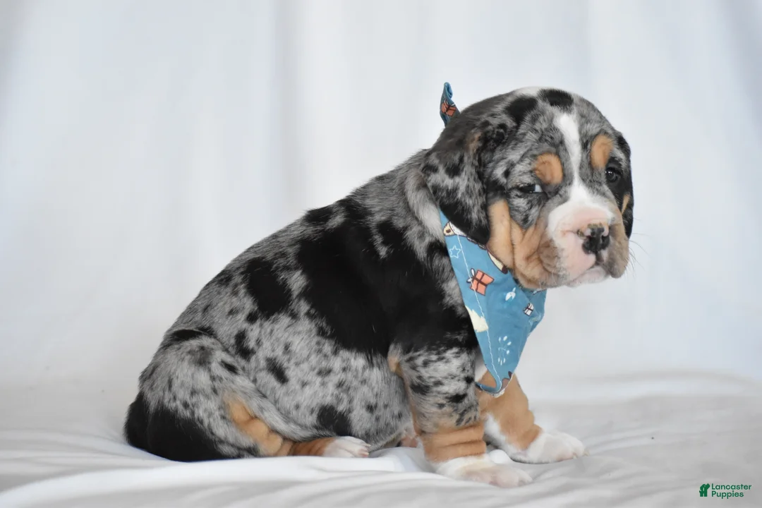 Beabull dogs for sale: Giselle - Ad 4