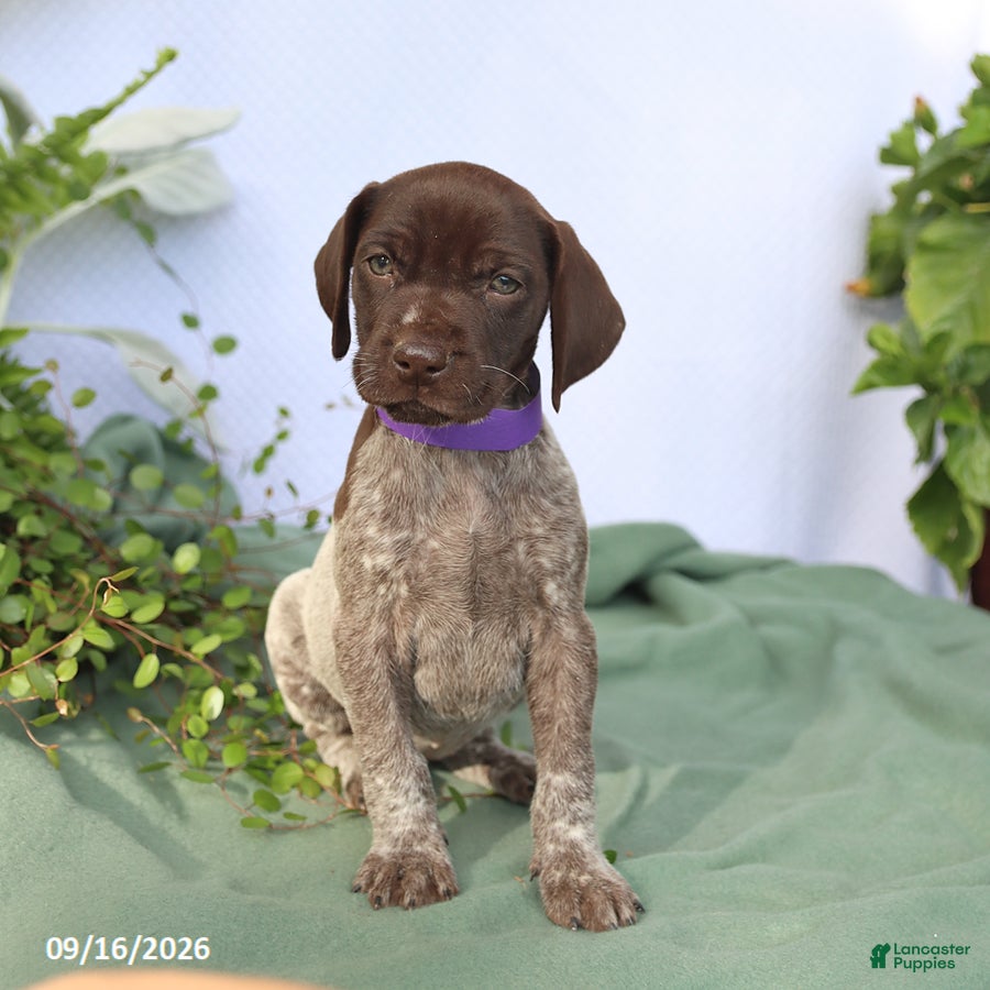 German Shorthaired Pointer dogs Mia  - Ad 1