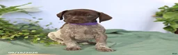 German Shorthaired Pointer dogs for sale: Mia  - Ad 1