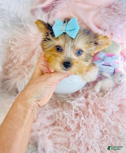 Yorkshire Terrier dogs Yorkshire Terrier Puppy 1 - Ad 2
