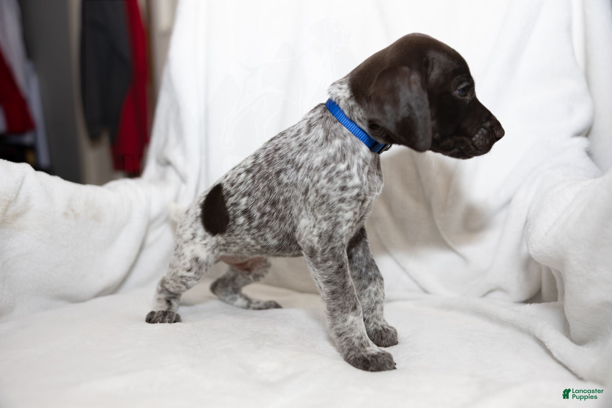 German Shorthaired Pointer dogs Blue Collar aka Leonard - Ad 1