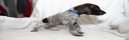 German Shorthaired Pointer dogs for sale: Blue Collar aka Leonard - Ad 1