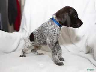 German Shorthaired Pointer dogs for sale: Blue Collar aka Leonard - Ad 2
