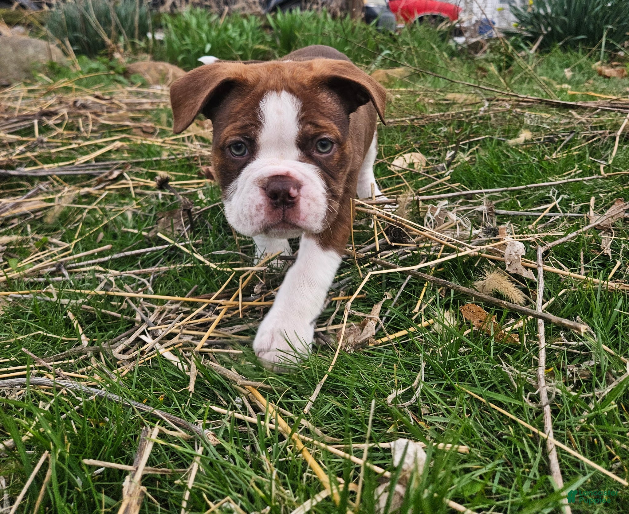 Olde English Bulldogge dogs Cheddar  - Ad 1