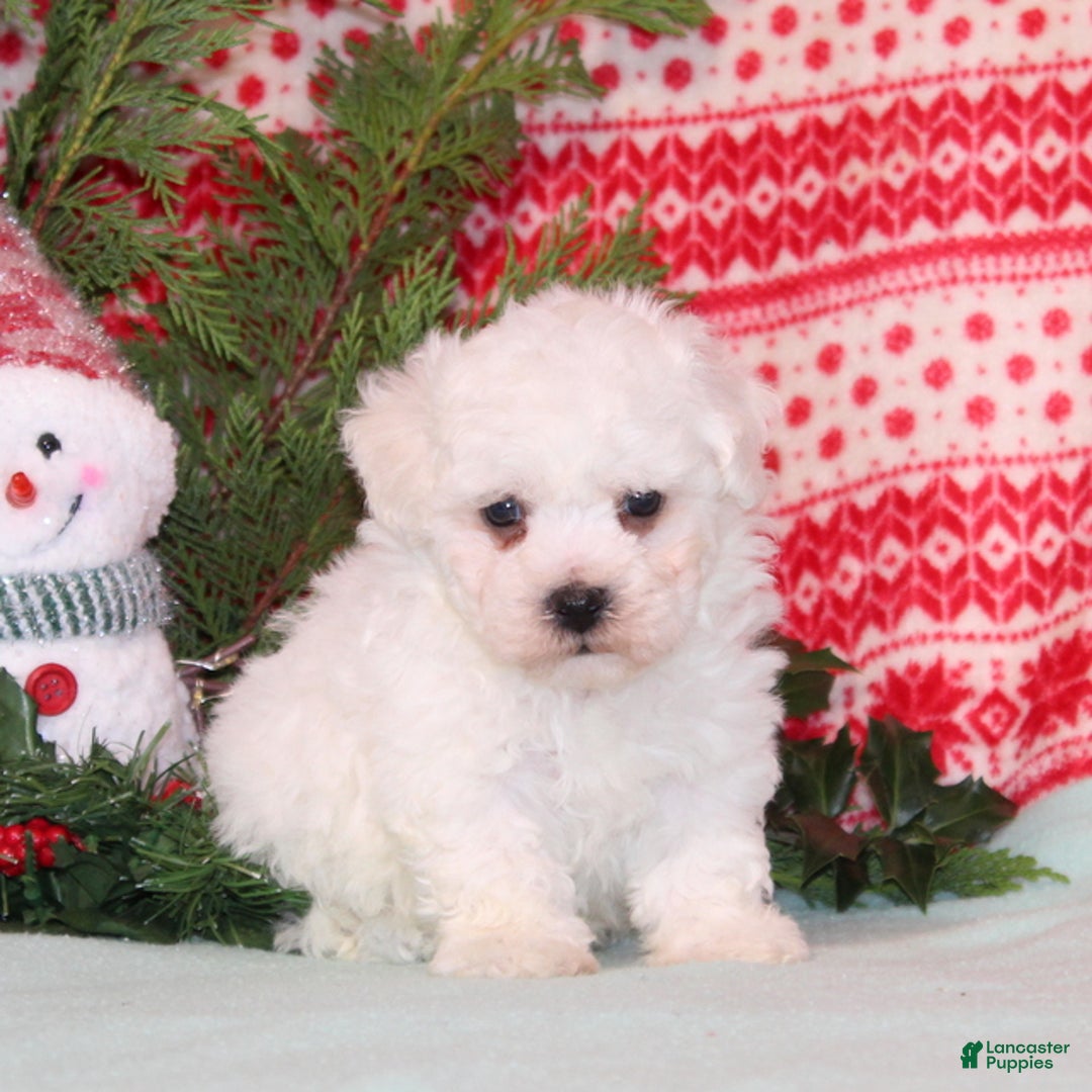 Bichon Frise dogs for sale: Winter - Ad 1
