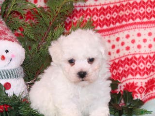 Bichon Frise dogs Winter - Ad 20