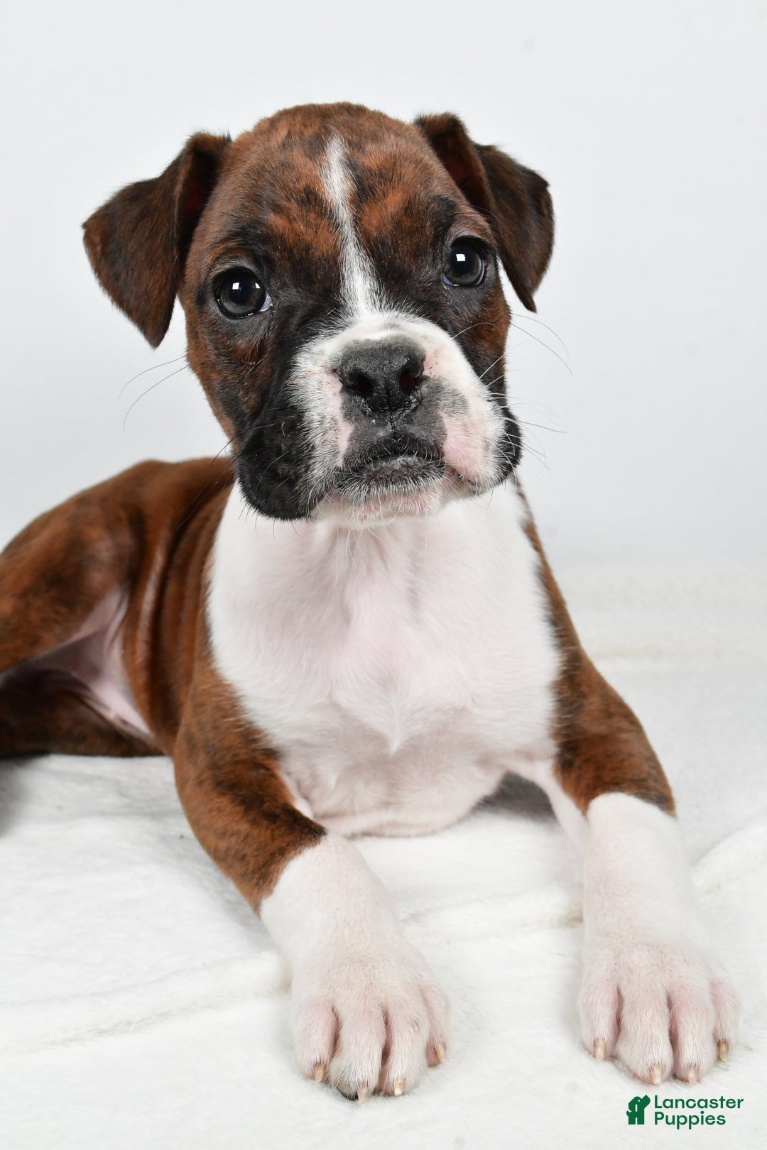 Boxer dogs for sale: Bella - Ad 2