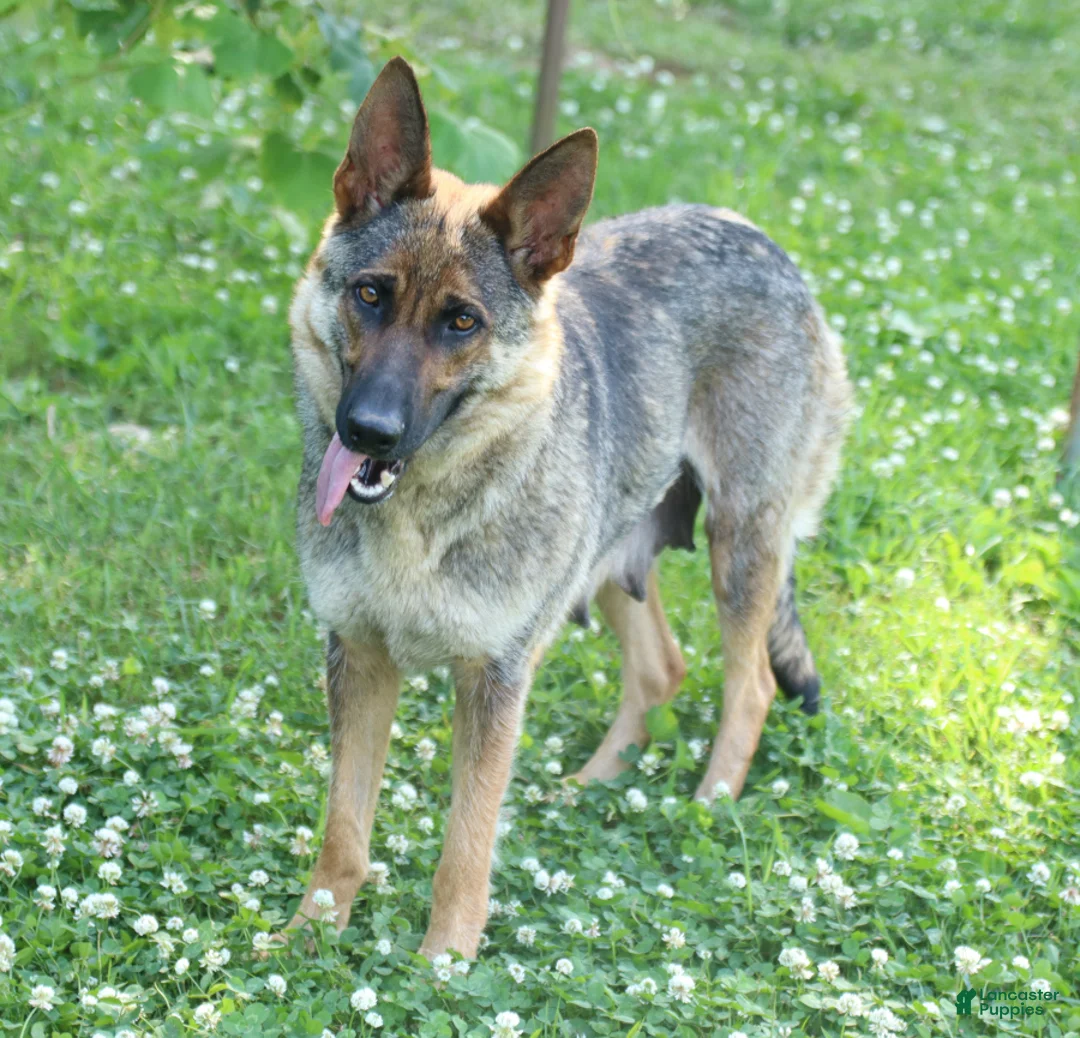 German Shepherd dogs for sale: Molly - Ad 4