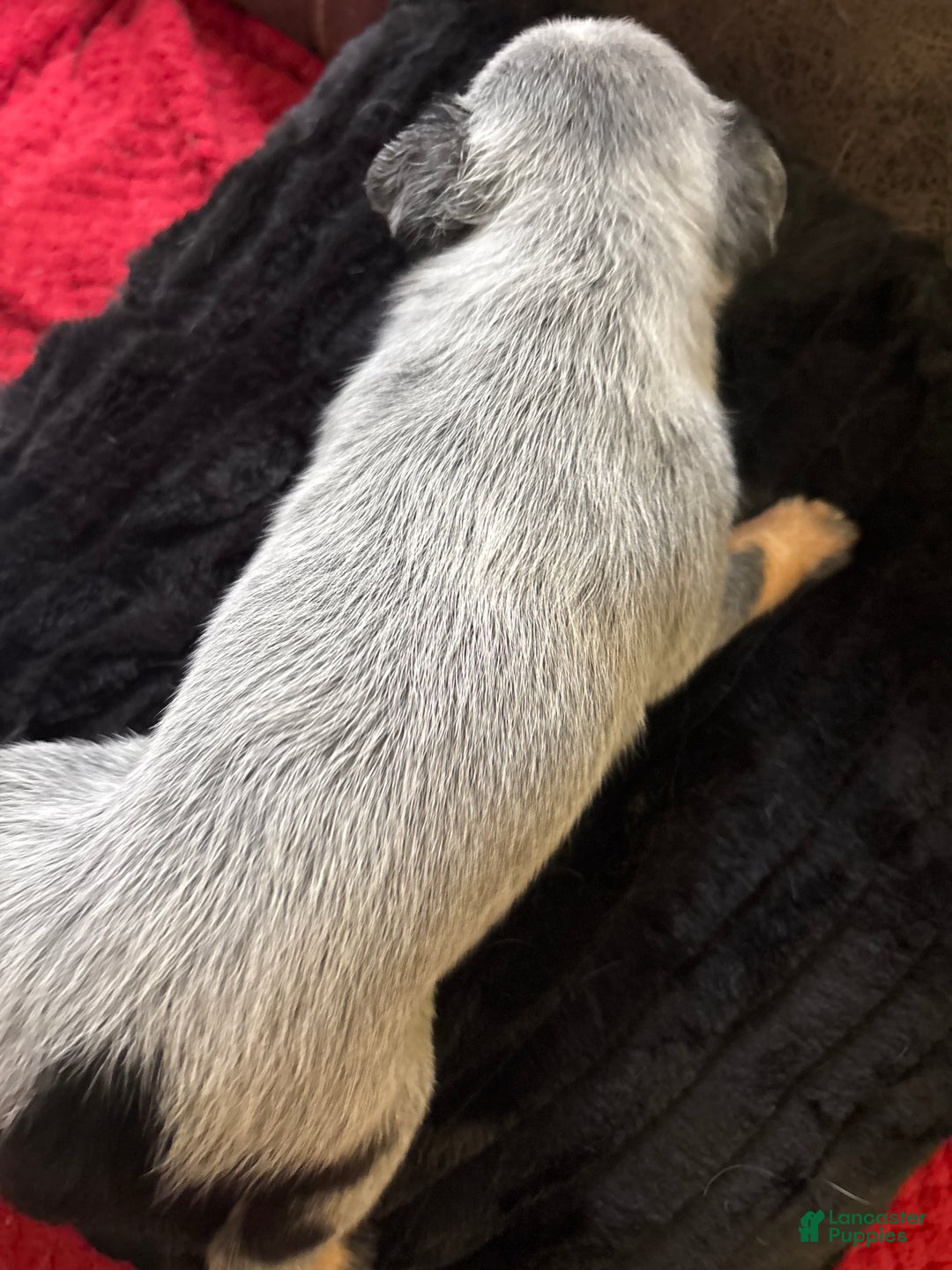 Australian Cattle Dog dogs for sale: Spot - Ad 2