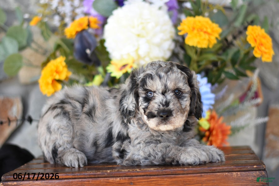 Mini Goldendoodle dogs Warrior - Ad 2