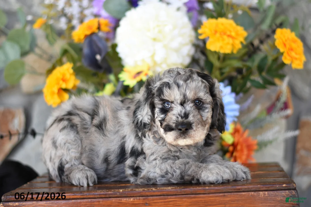 Mini Goldendoodle dogs for sale: Warrior - Ad 2