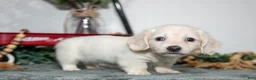 Miniature Dachshund dogs for sale: Paul - Ad 1