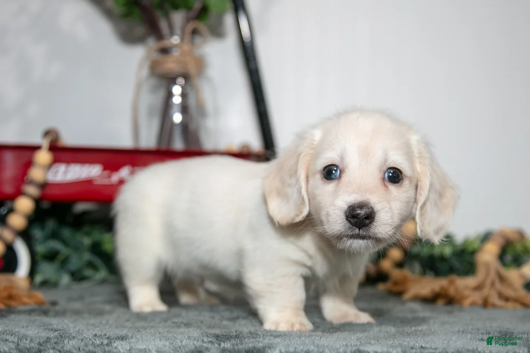 Miniature Dachshund dogs for sale: Paul - Ad 1
