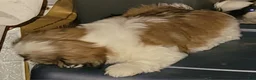 Shih Tzu dogs for sale: Crypto  - Ad 17