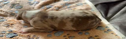 American Bully dogs for sale: American Bully 1 - Ad 2