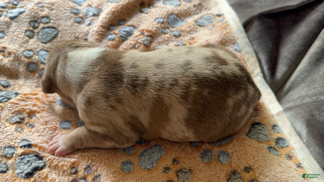 American Bully dogs for sale: American Bully 1 - Ad 2