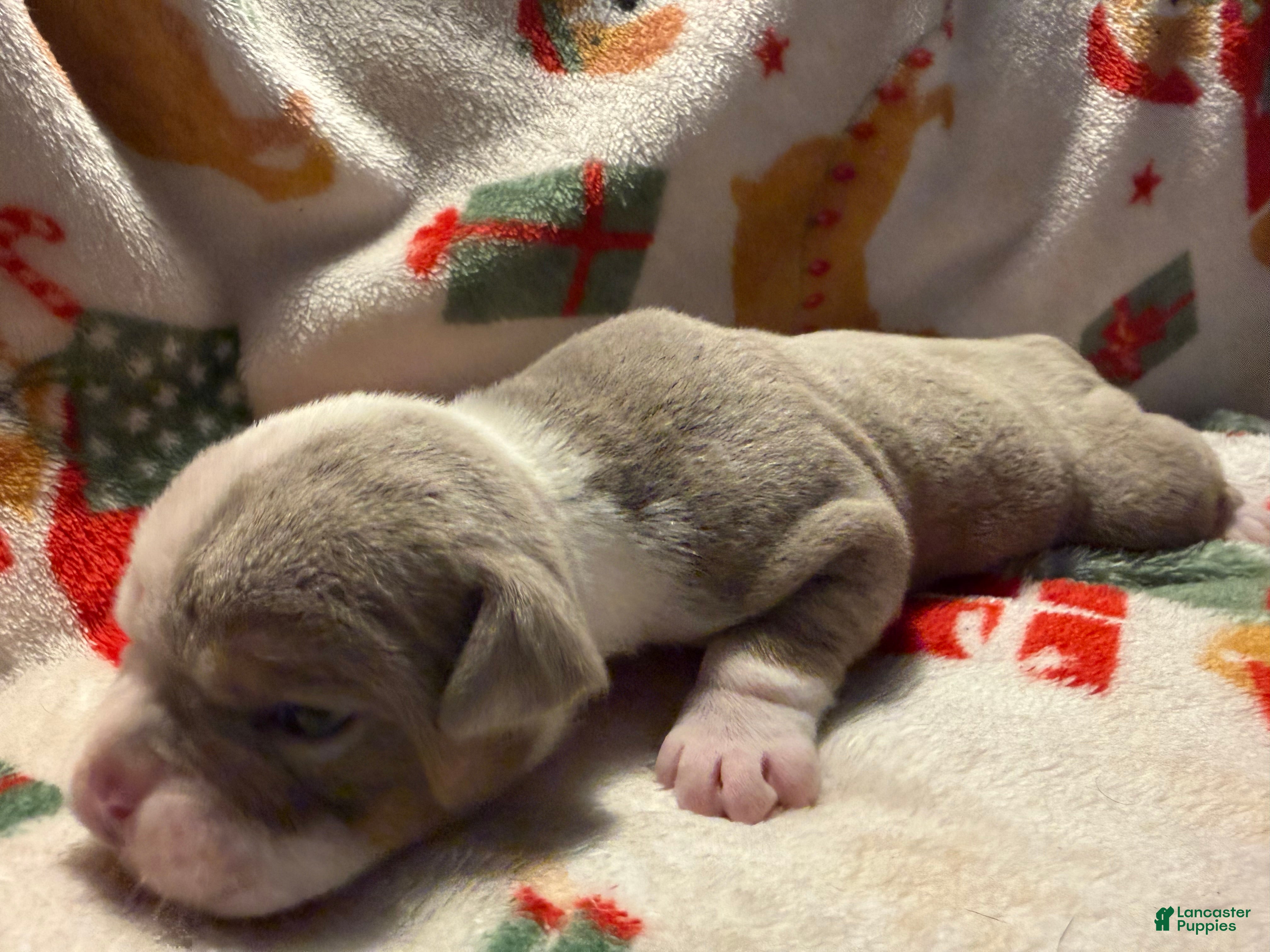 Olde English Bulldogge dogs Tri Lilac  - Ad 1