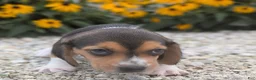 Beagle dogs for sale: Pancake - Ad 7