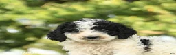 Miniature Poodle dogs for sale: Chip - Ad 5