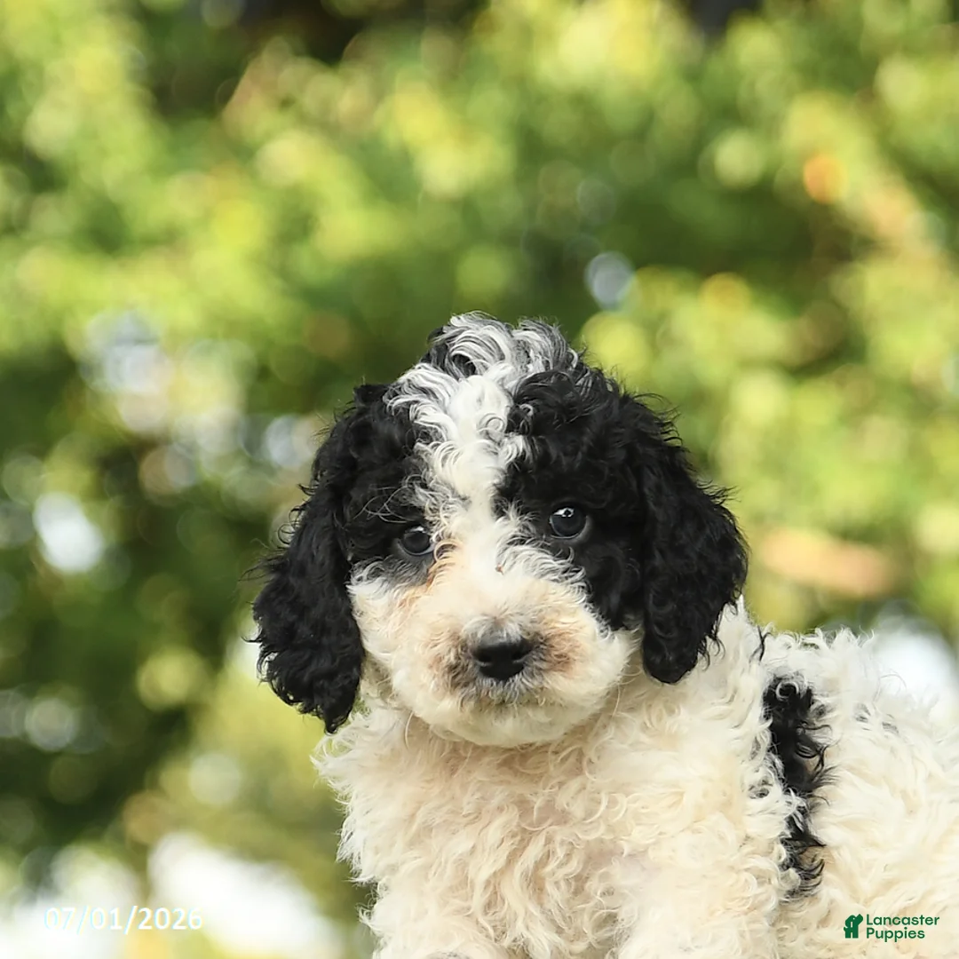 Miniature Poodle dogs for sale: Chip - Ad 5